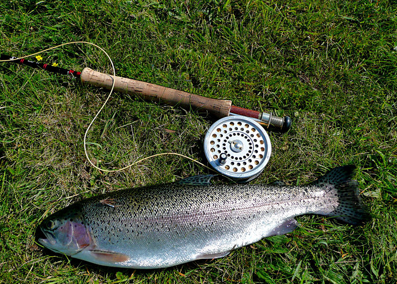 Rainbow Trout.