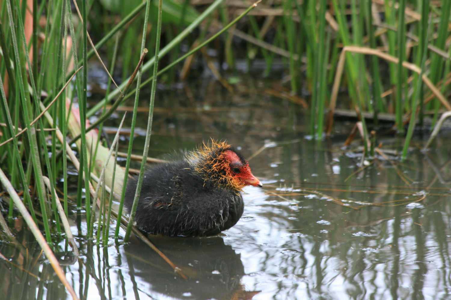 Coot Chick.