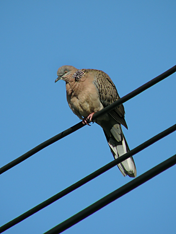 Spotted Dove.jpg