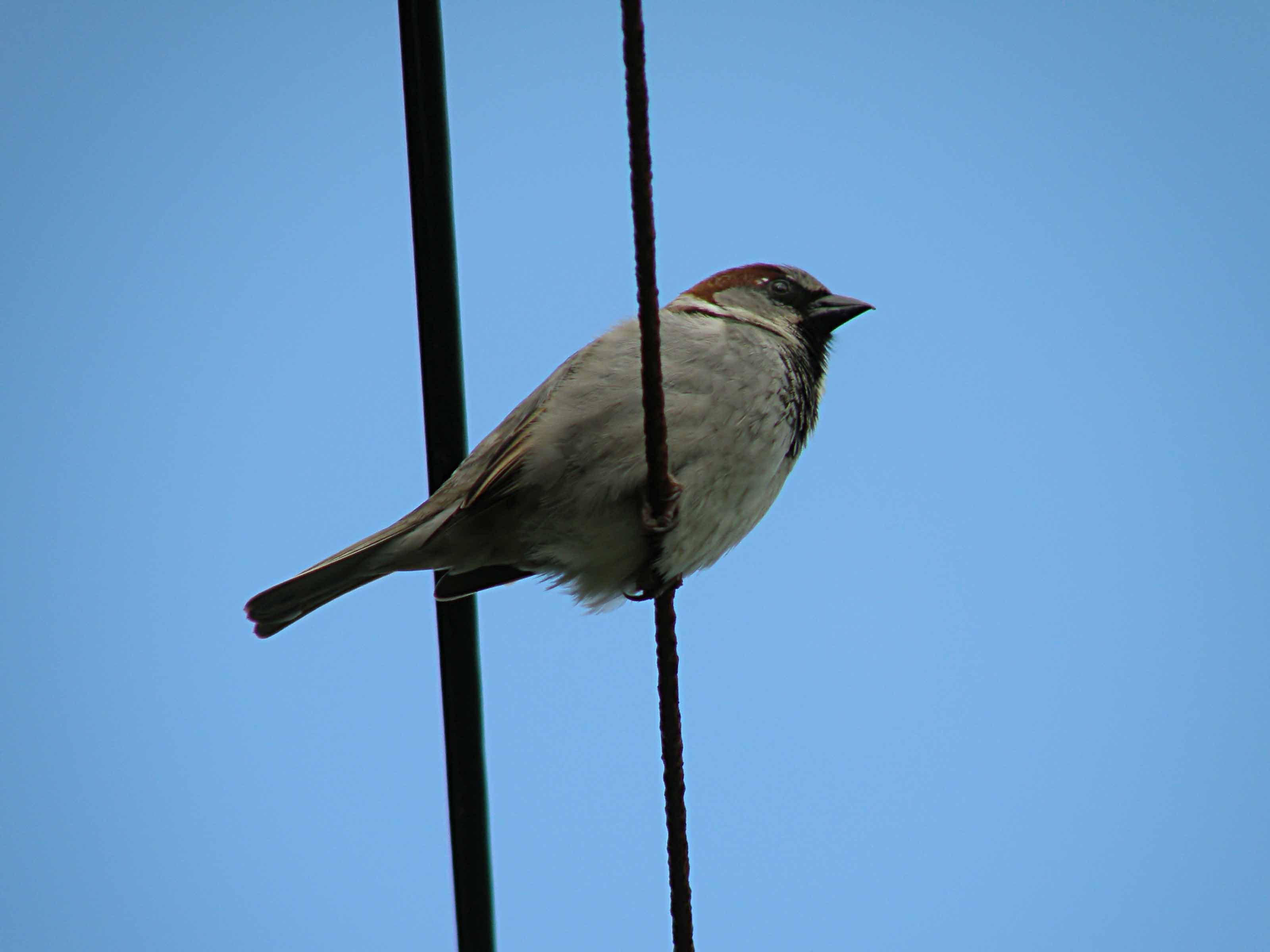Sparrow 1 full res.jpg