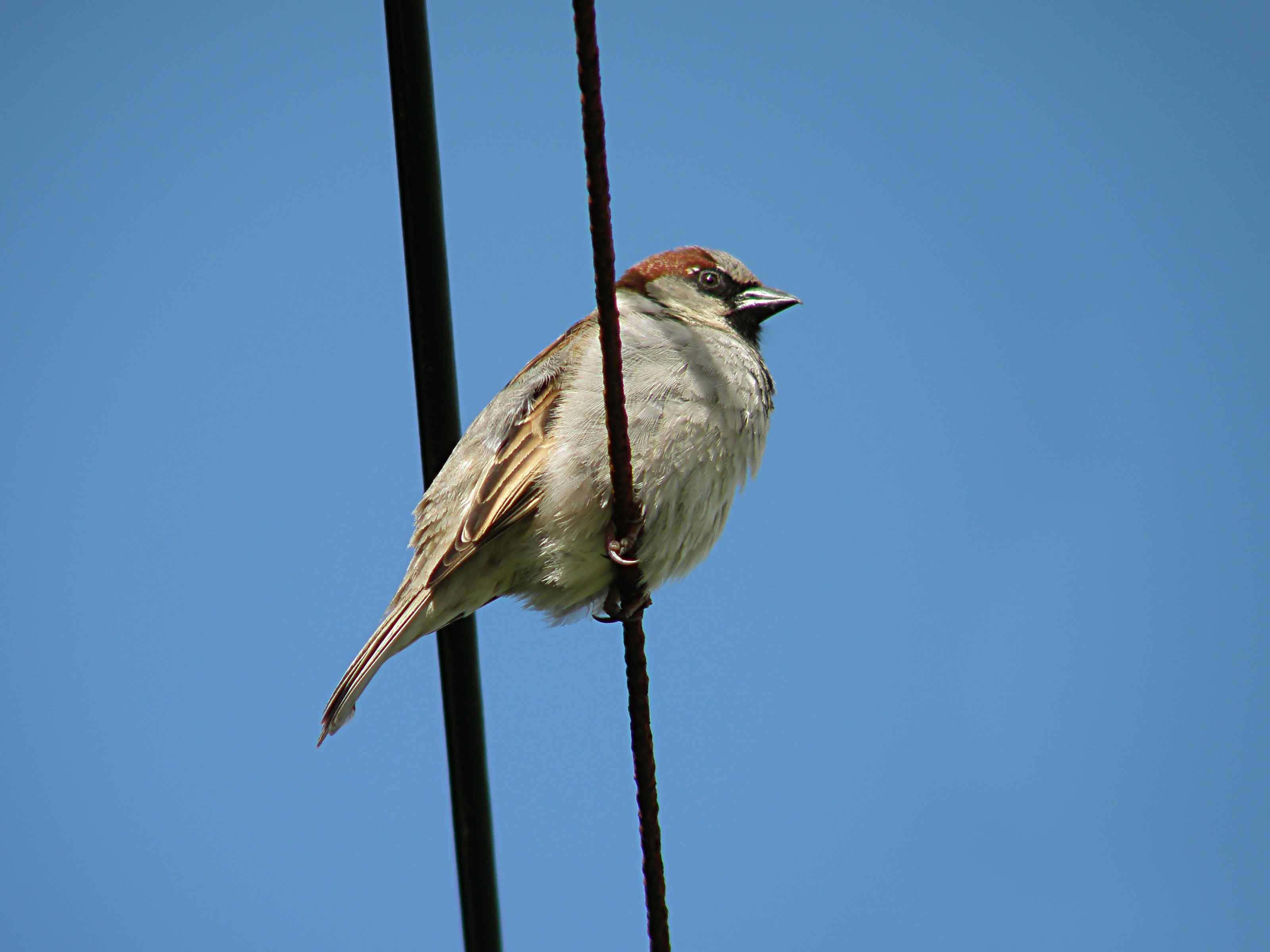 Sparrow 2 full res.jpg