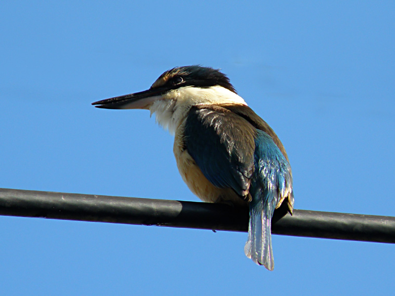 Kingfisher 2.jpg