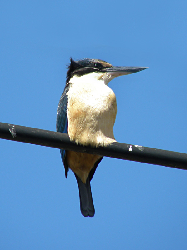 Kingfisher 3.jpg
