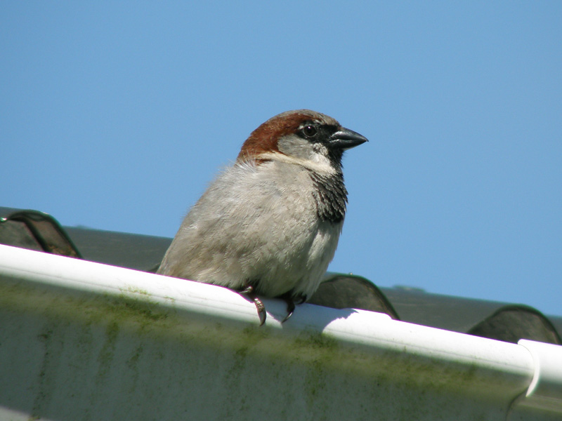 Sparrow 4.jpg
