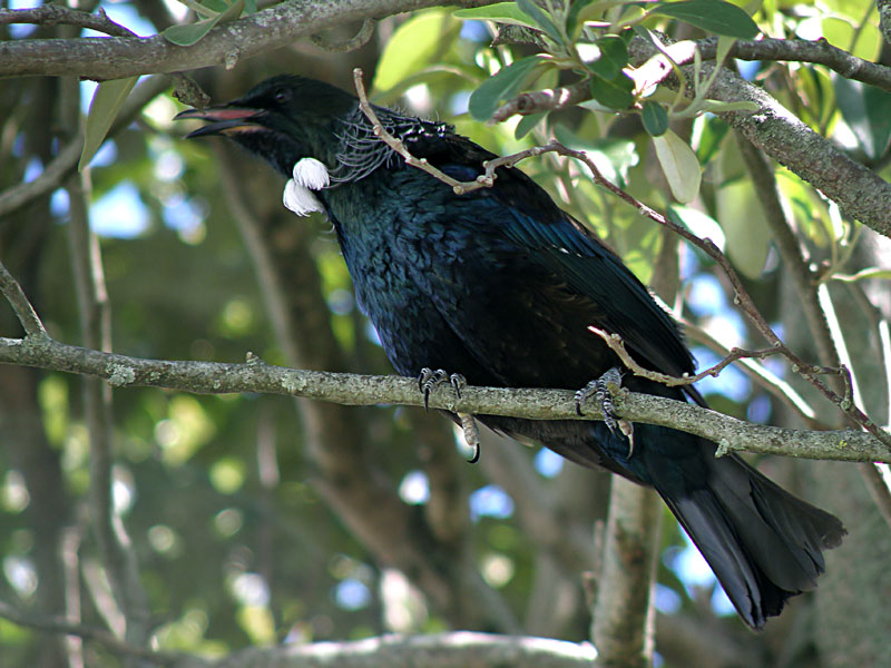 Tui.jpg