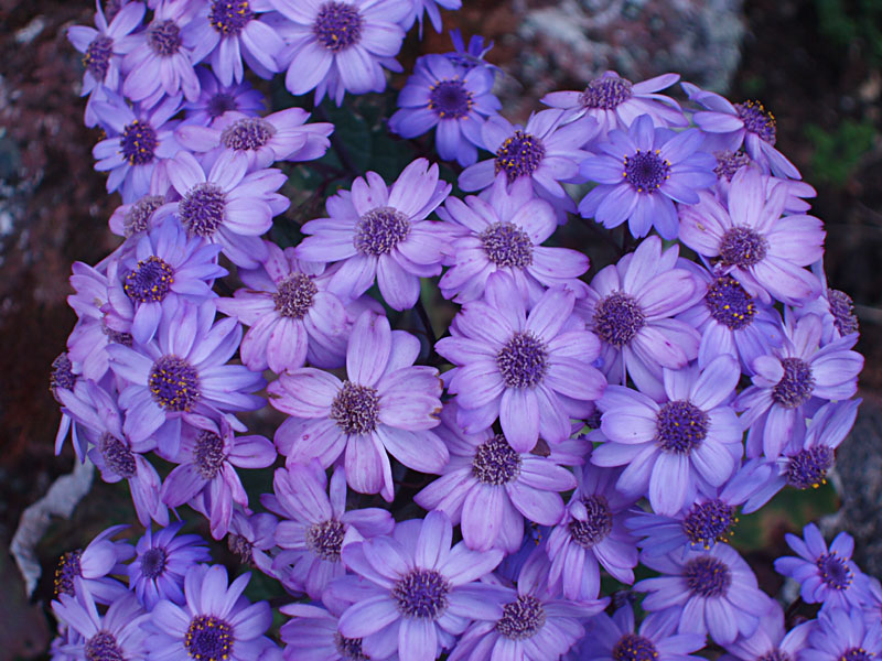 Cineraria