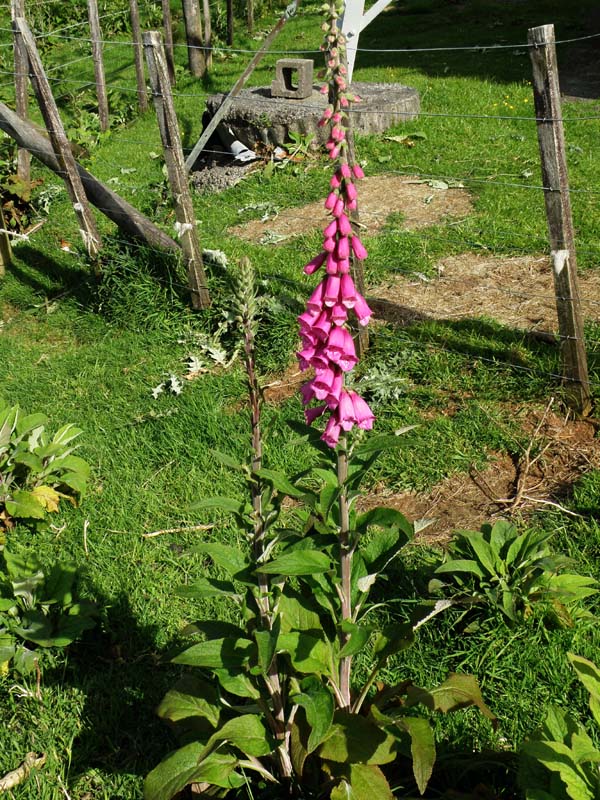 Foxglove All.jpg