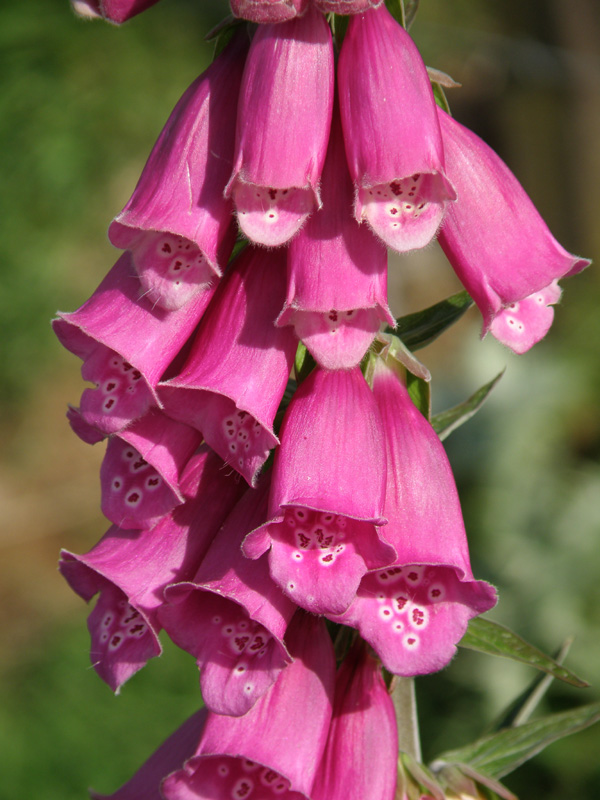 Foxglove Blooms.jpg