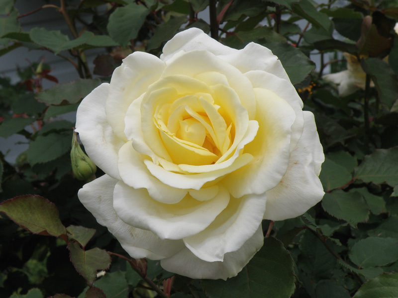 Rose.jpg