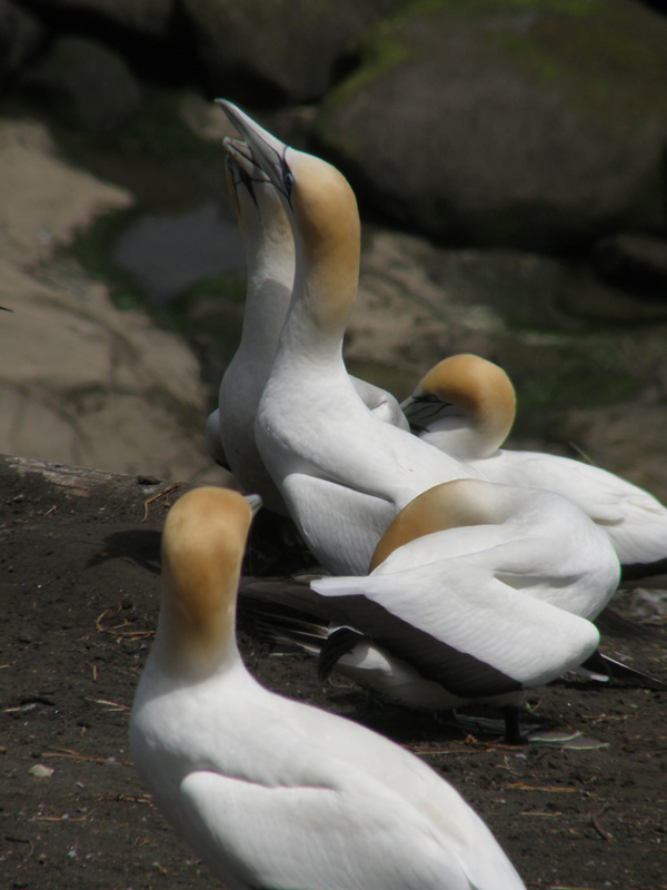 Gannets 2.jpg