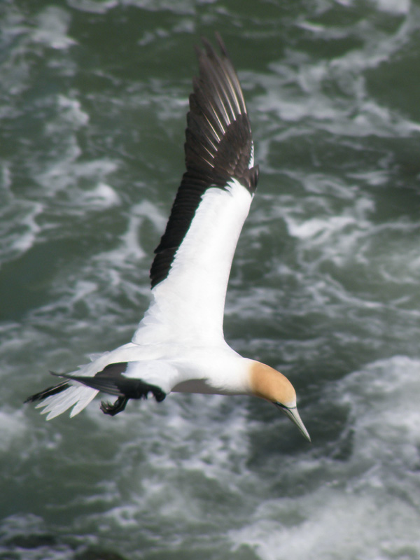 Gannet In Flight 01.jpg