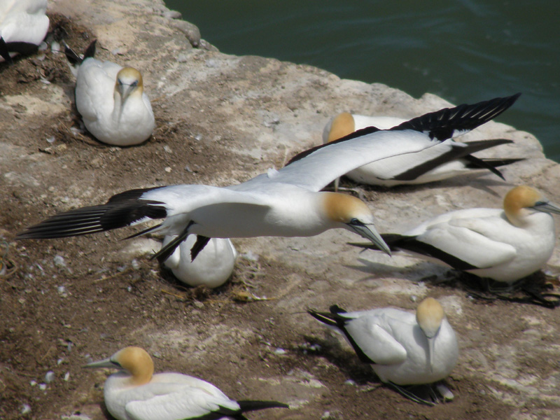 Gannet In Flight 08.jpg