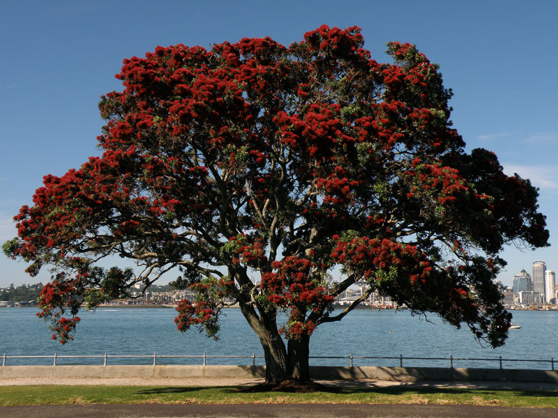 Pohutukawa 3.jpg