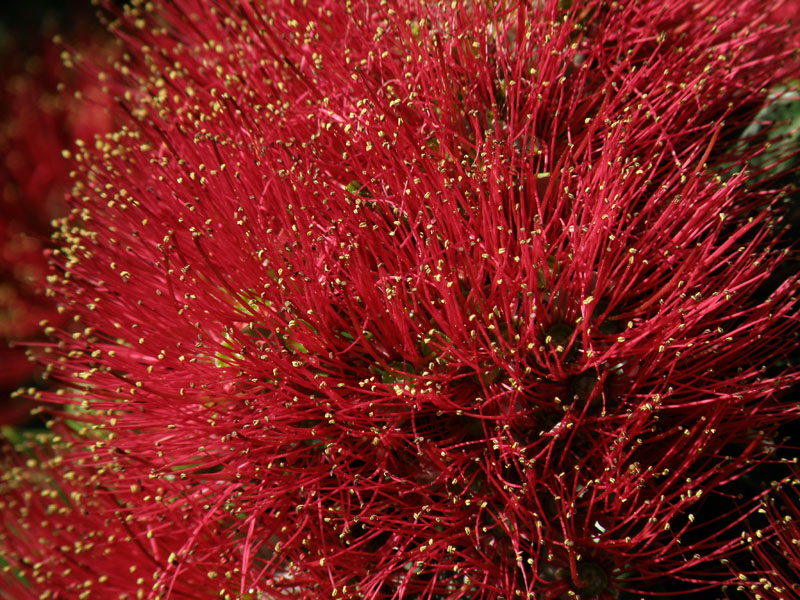 Pohutukawa 5.jpg