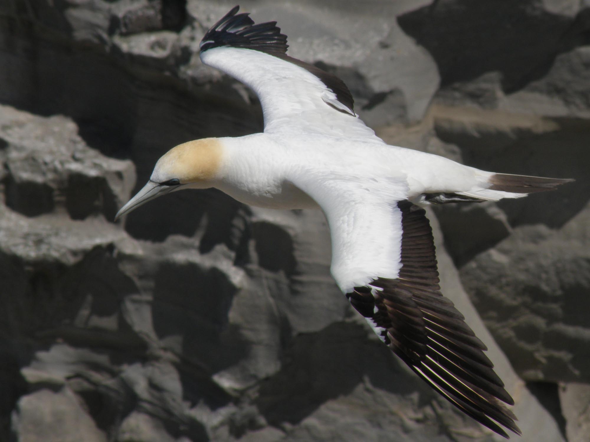 Gannet 02.jpg