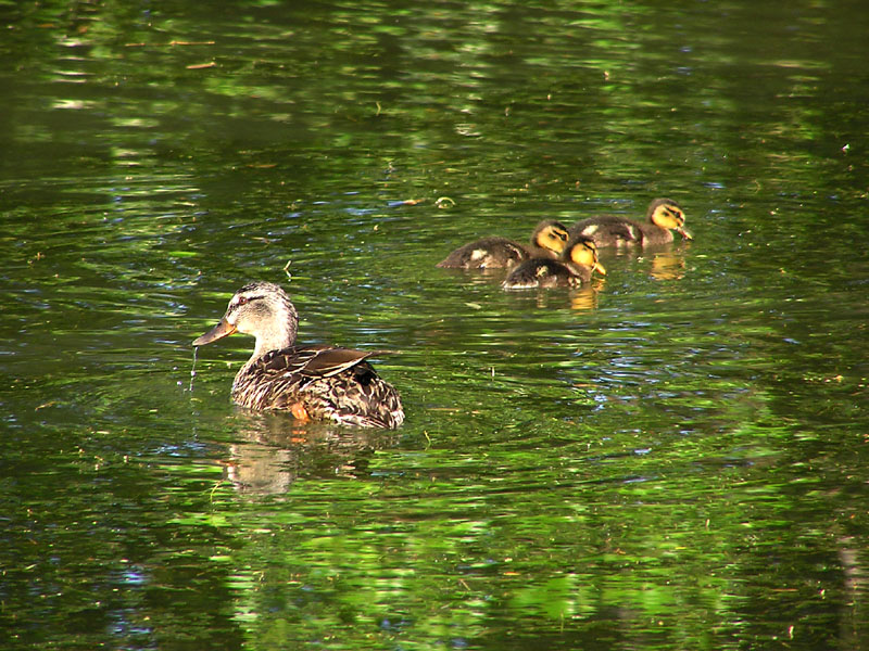 Ducks.jpg