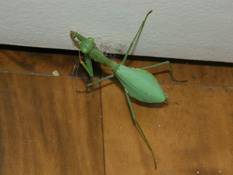 Praying Mantis 1.jpg