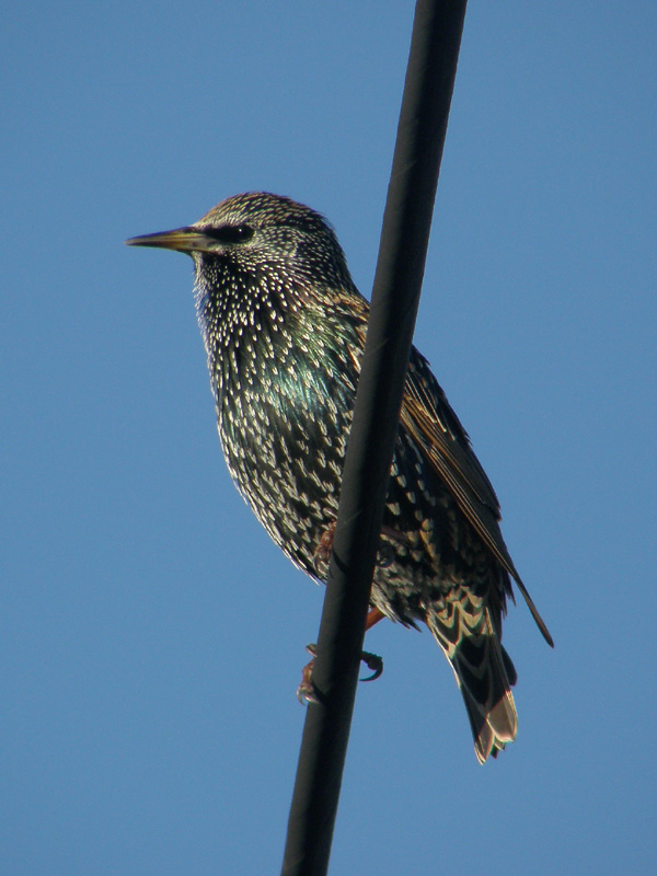 Starling.jpg