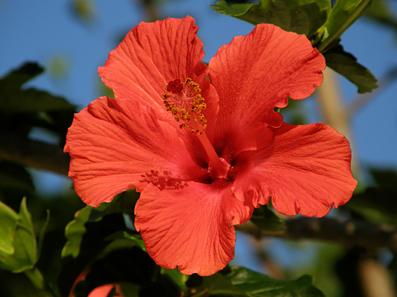 Hibiscus.jpg