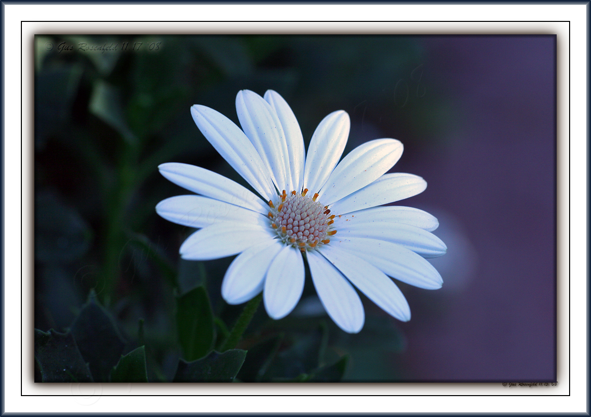 Another Last Daisy For This Gallery As Well - The Word Penultimate May Come To Bear ;-)