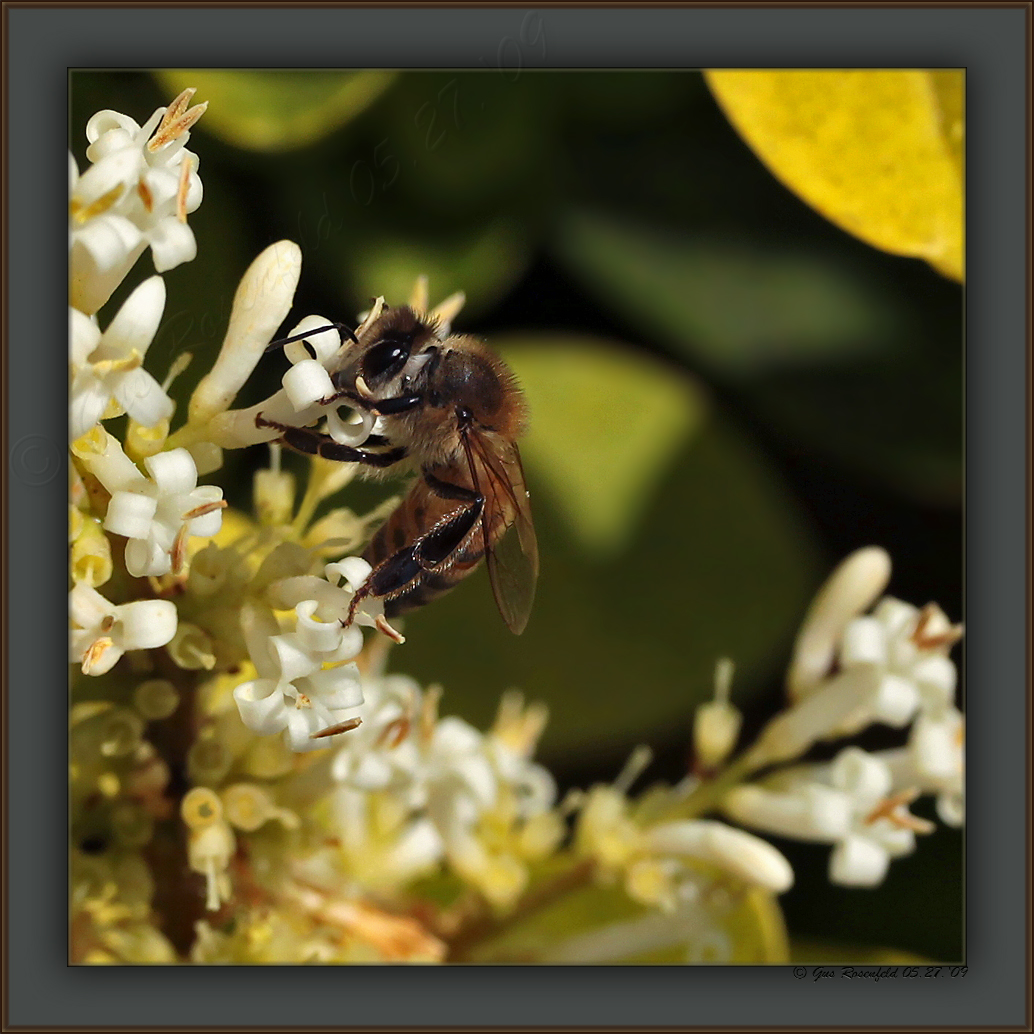 Evening Shift In The Honey Room