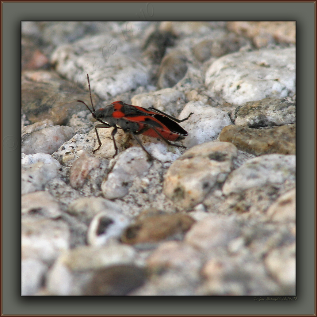 Stares From The Stairs<br>Boxelder or Milkweed Bug