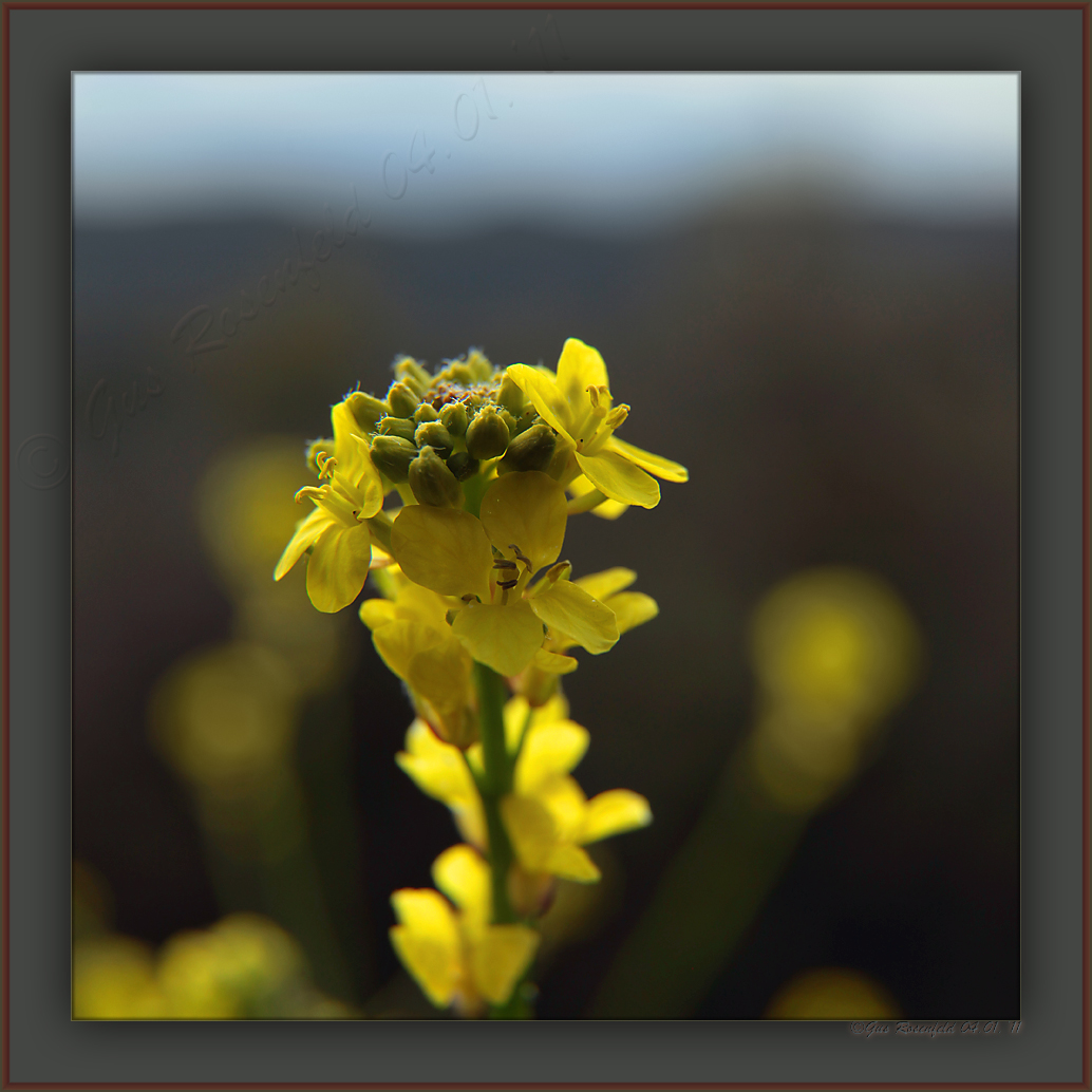 Usually, I Just Pass The Mustard - This Day I Decided To Taste It ;-)