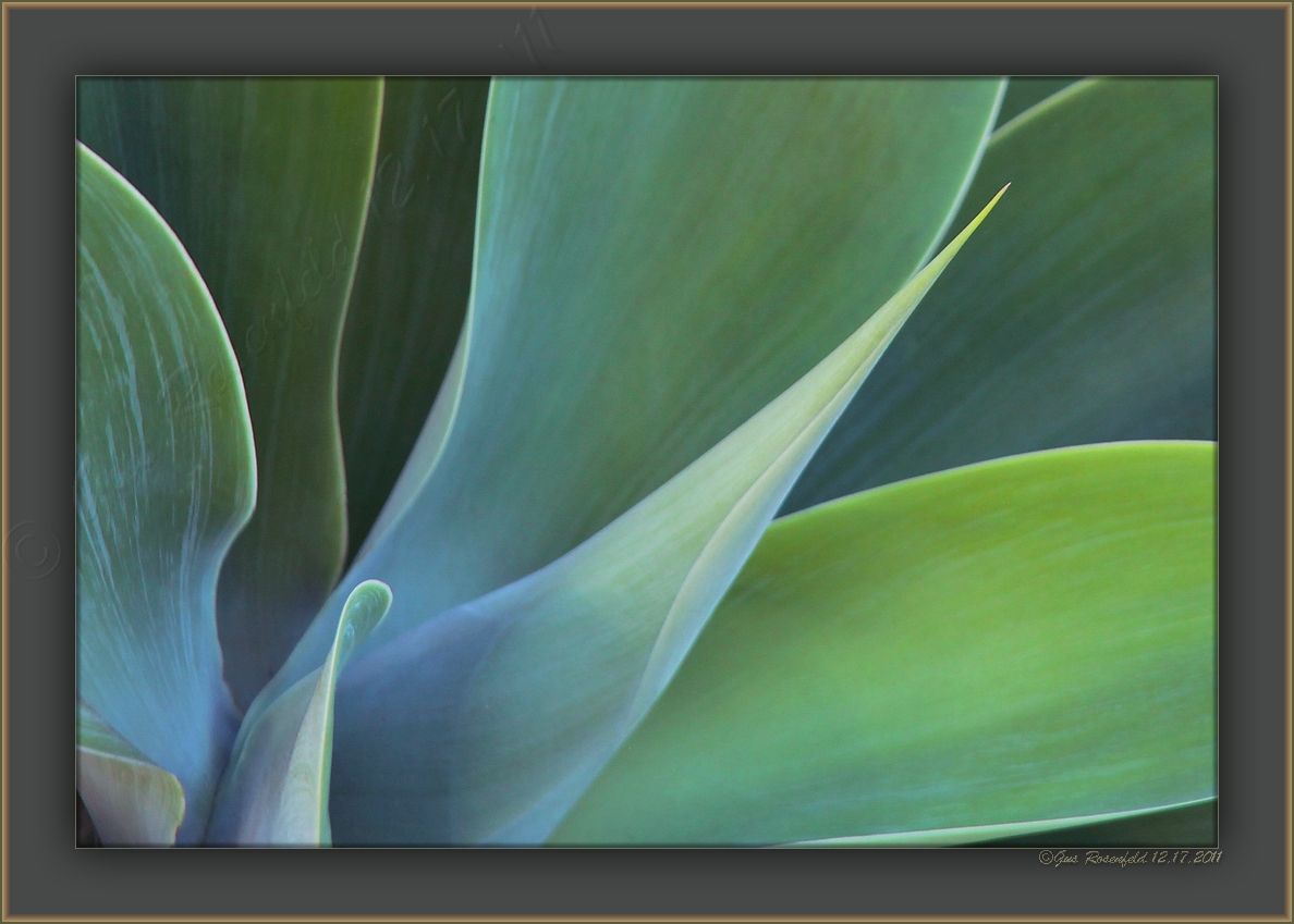 Late Afternoon Mellow Maguey In Santa Monica