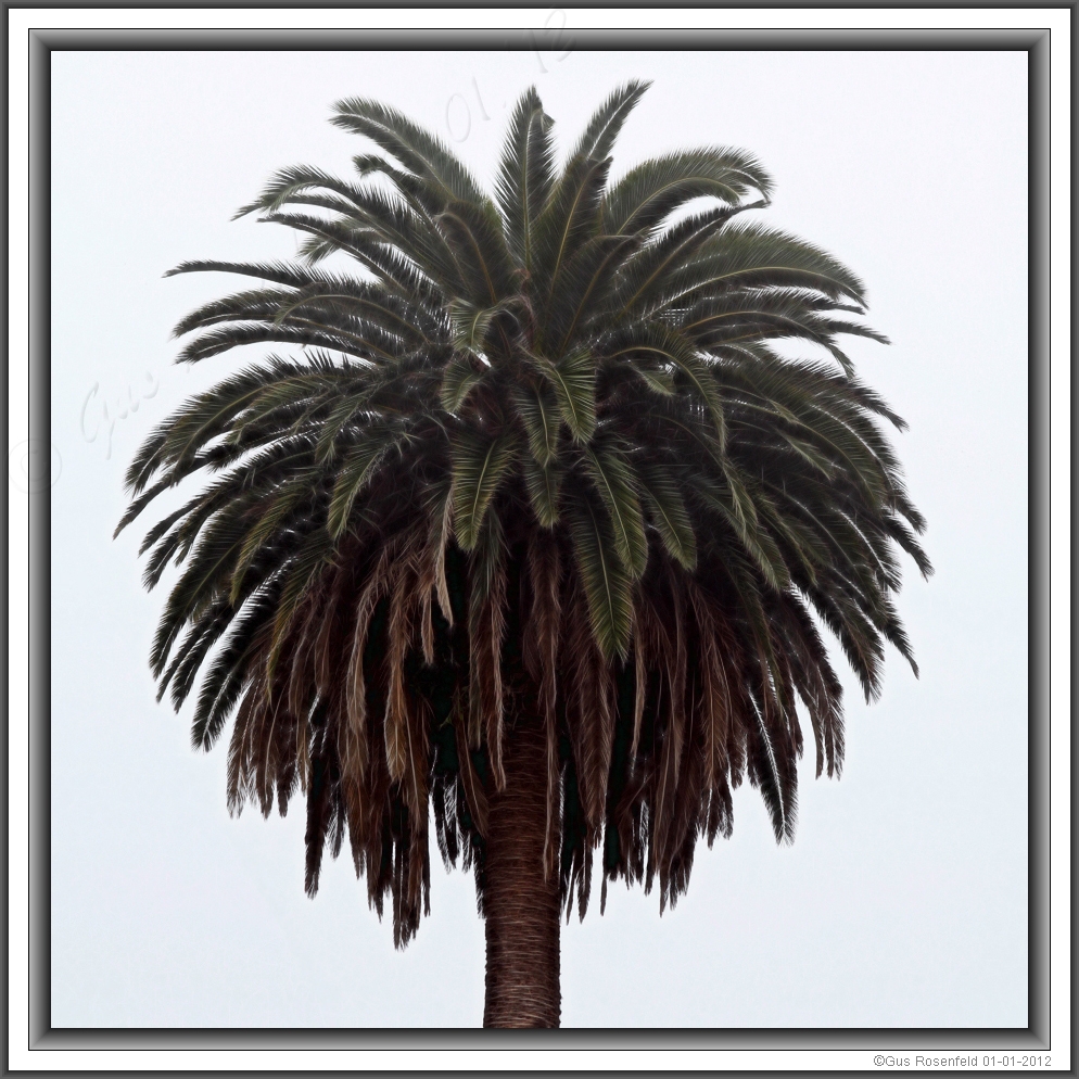 A Palm In Fog<br>A More Impressionistic View<br>In My Case, More Realistic