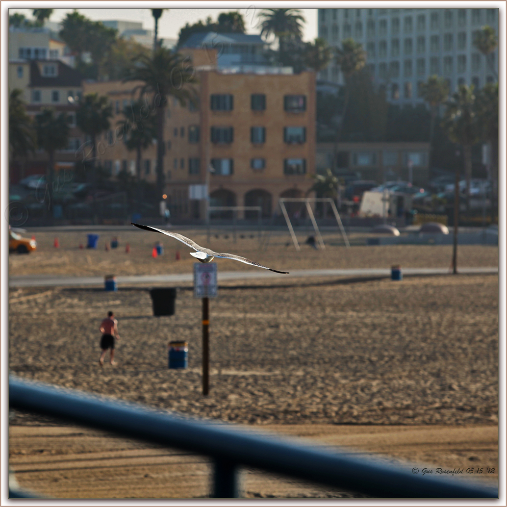 Skeet - A Seagull Yells Pull! A Jogger Is Released ;-)