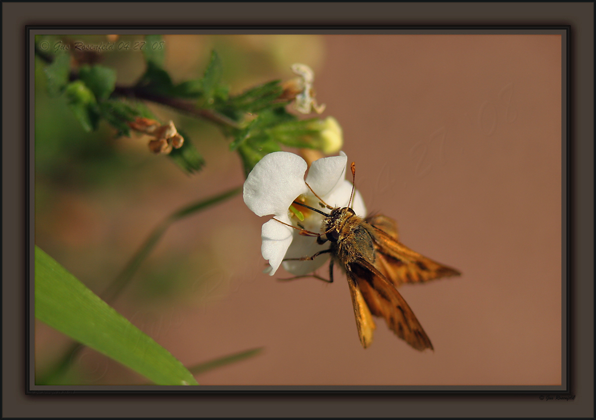 Taking Care Of The Business Of Spring Too<br>note: flowers are smaller than ring fingernail.