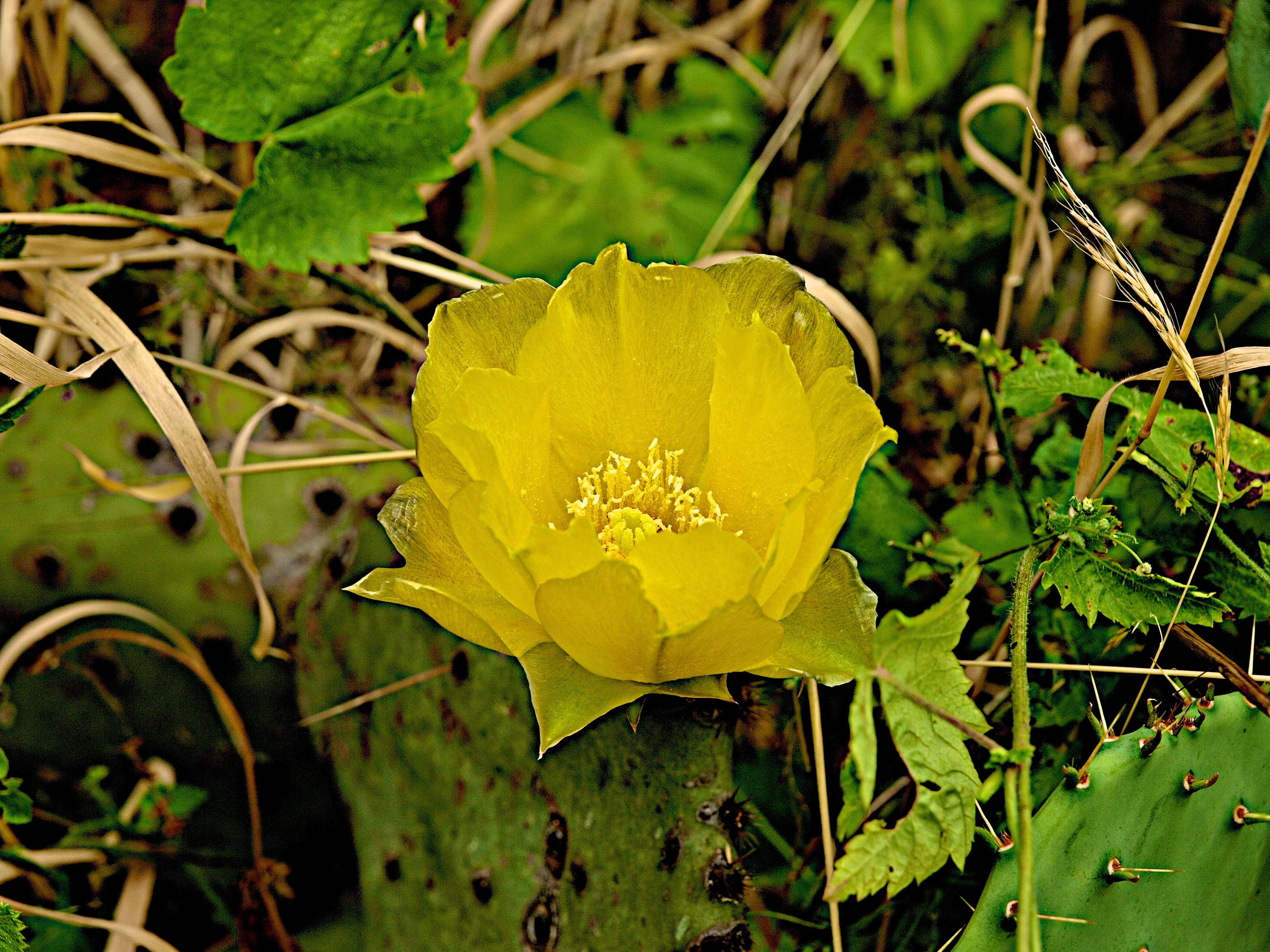 Yellow Rose of Texas 013.jpg