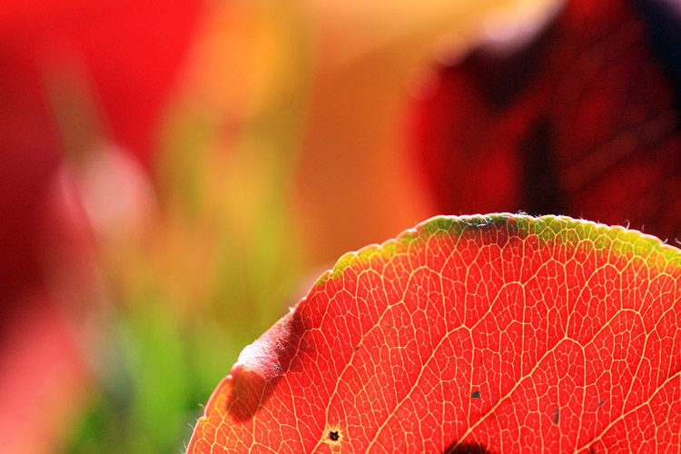 Colorful leaf on winter morning