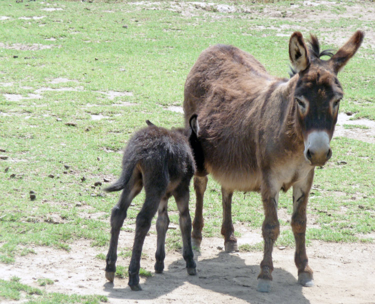 Newborn burro and mother