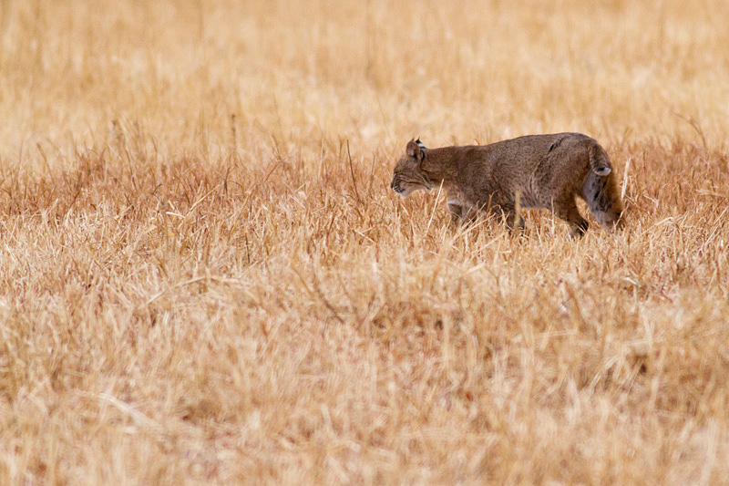 IMG_2072.jpg