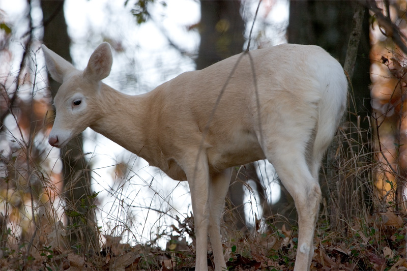 Doe fawn, not true Albino