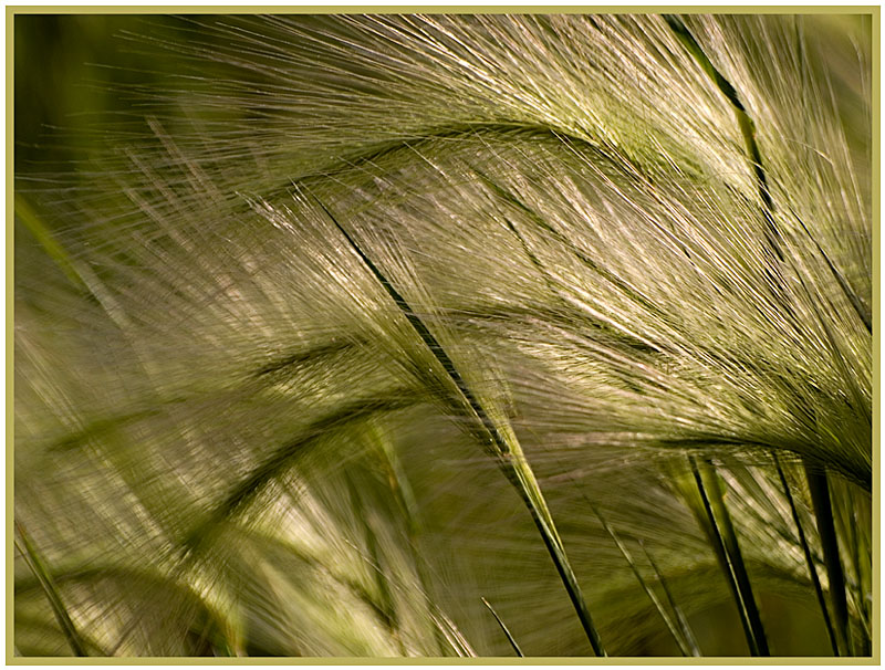 Wisps in the Wind-Shirley