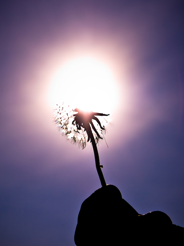 Nuclear War On A Dandelion by Private Custard