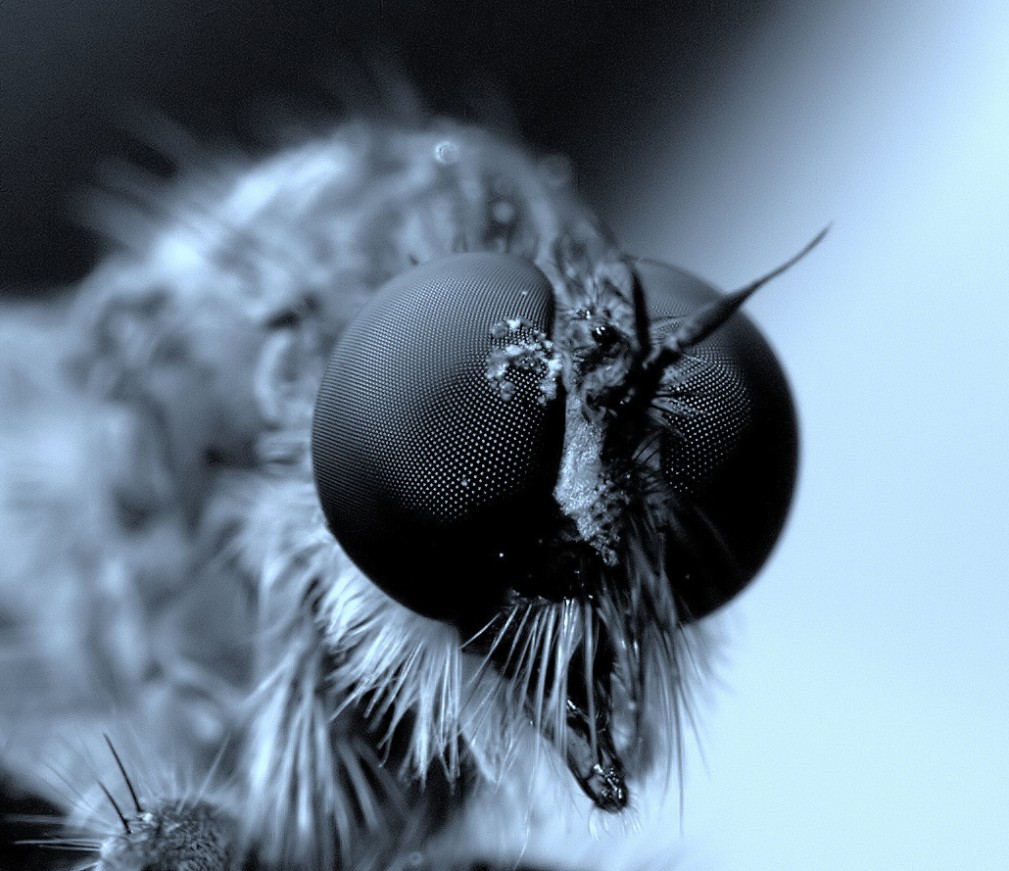 The Fly II
