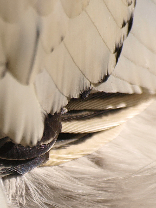 featherscape 66 -ArtP