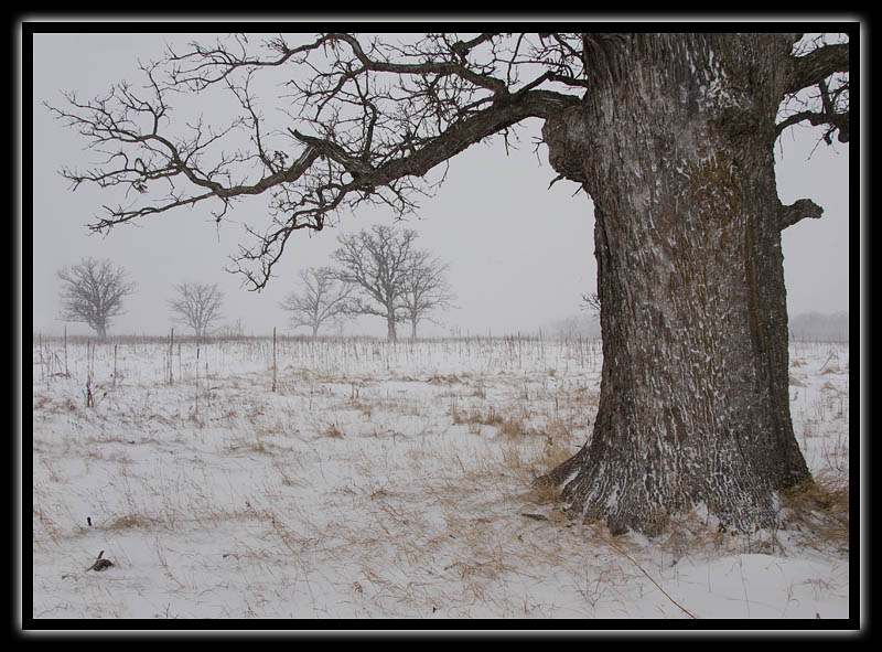 snow again - brent