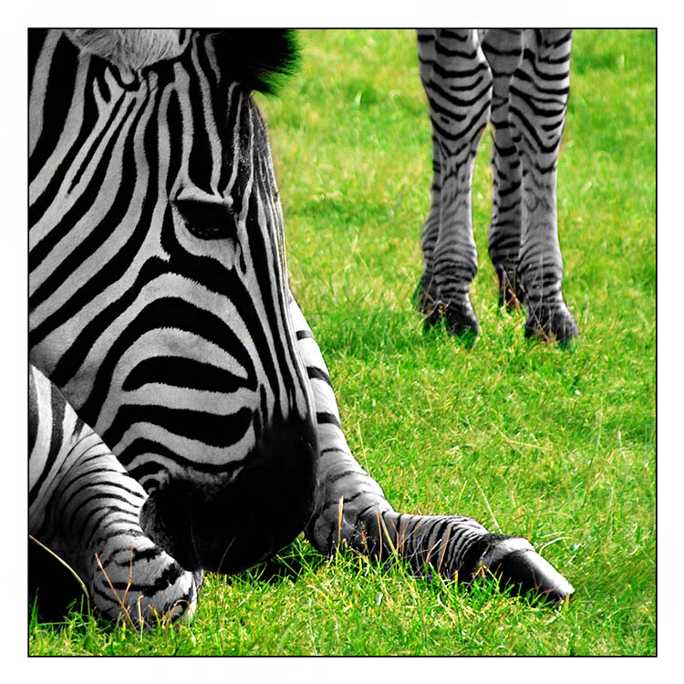 Zebra!-Shirley
