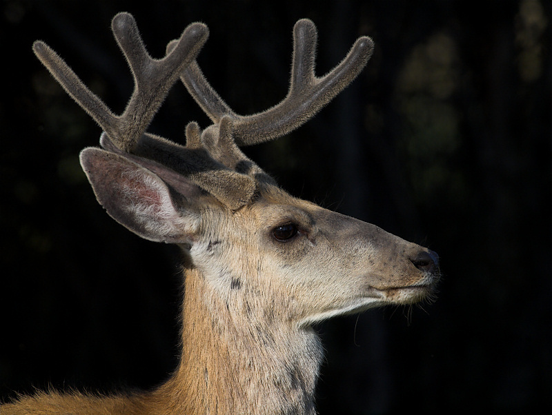 Did I hear something?  by Bob K.