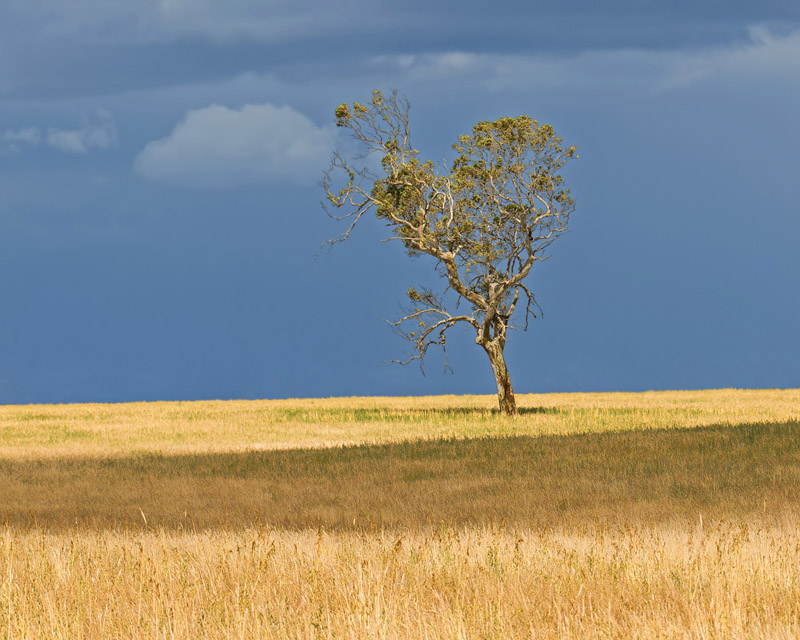 Solitary tree _ by Dennis