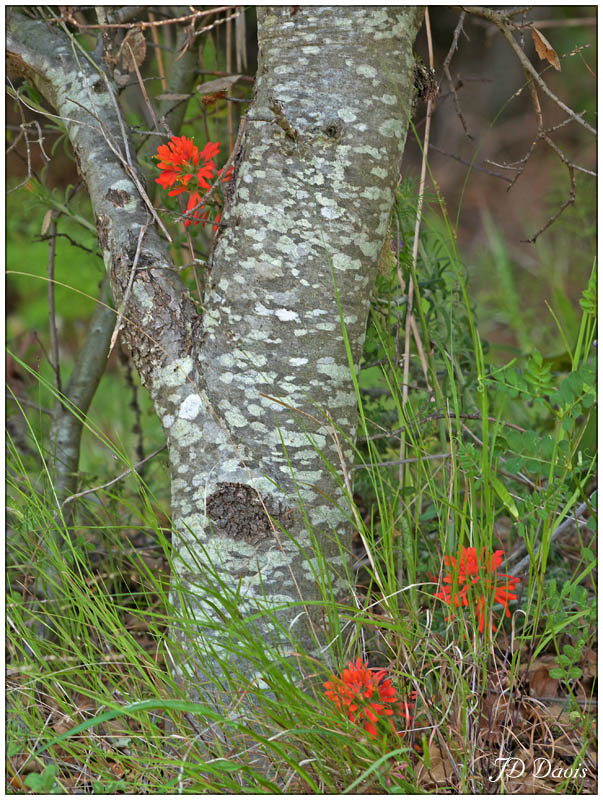 Growth of color - jd davis
