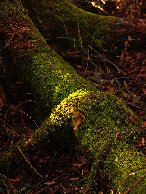Mossy tree root by Dennis