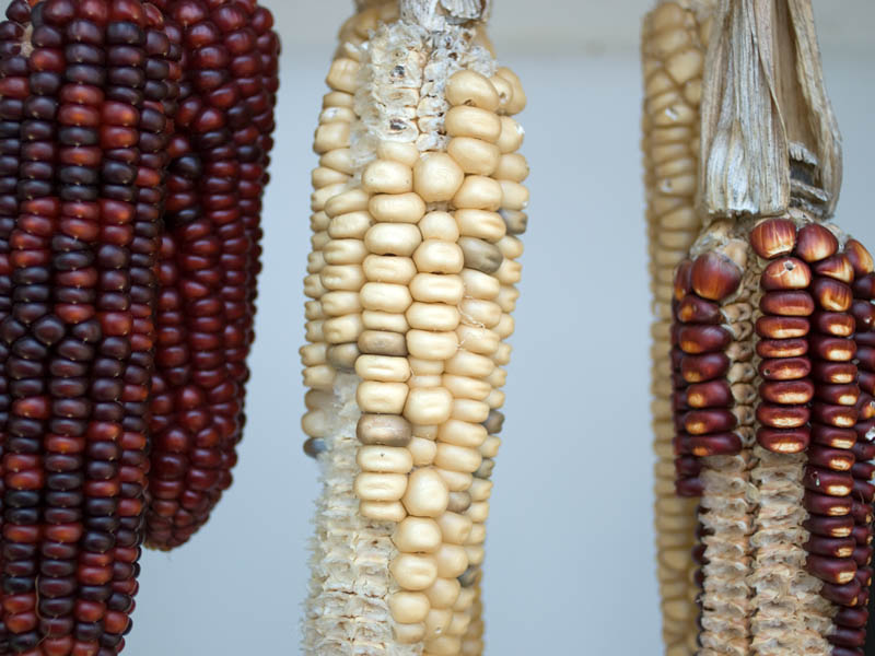 Corn on the cob by vlatko