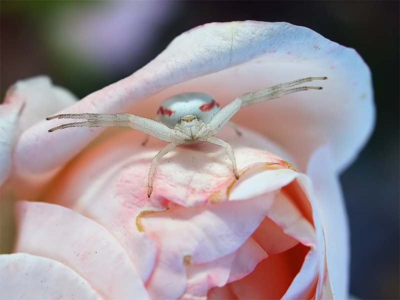 Kiss Me Kiss Me Kiss Me ! - Marc (Cynops)
