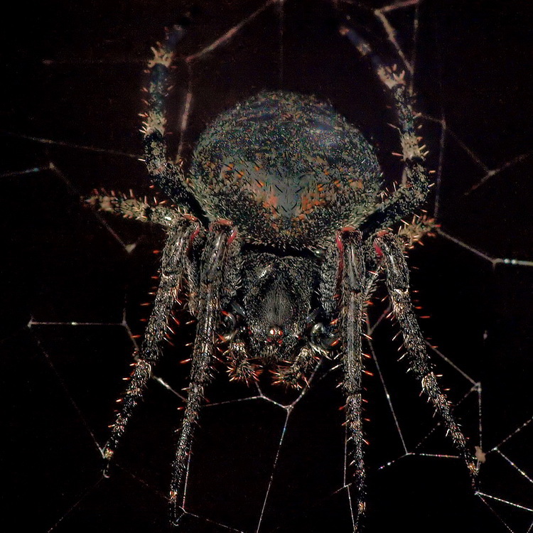 Spooky Spider