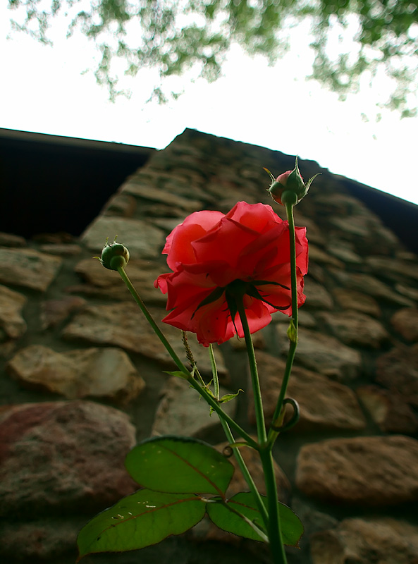 Flora and Geology - Catman